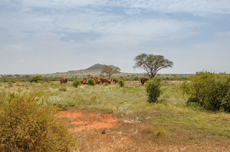 在非洲大草原的大象