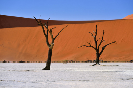 Deadvlei，苏斯。纳米比亚