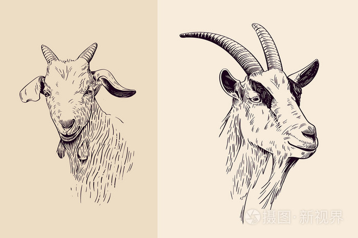 山羊线条艺术插画-正版商用图片1meck3-摄图新视界