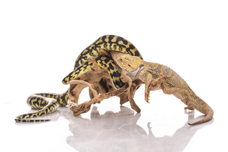 两栖类动物友好非常酷的蜥蜴和可爱的蛇蟒蛇在白色背景上的友好拥抱