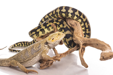 非常酷的蜥蜴和可爱的蛇蟒蛇在白色背景上的友好拥抱照片