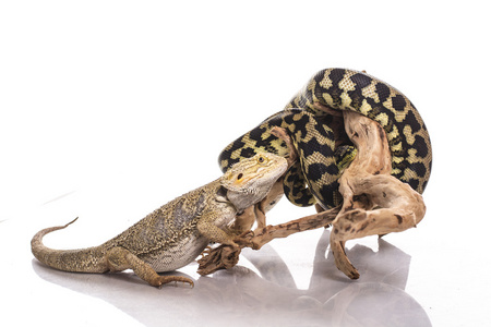 两栖类动物友好非常酷的蜥蜴和可爱的蛇蟒蛇在白色背景上的友好拥抱