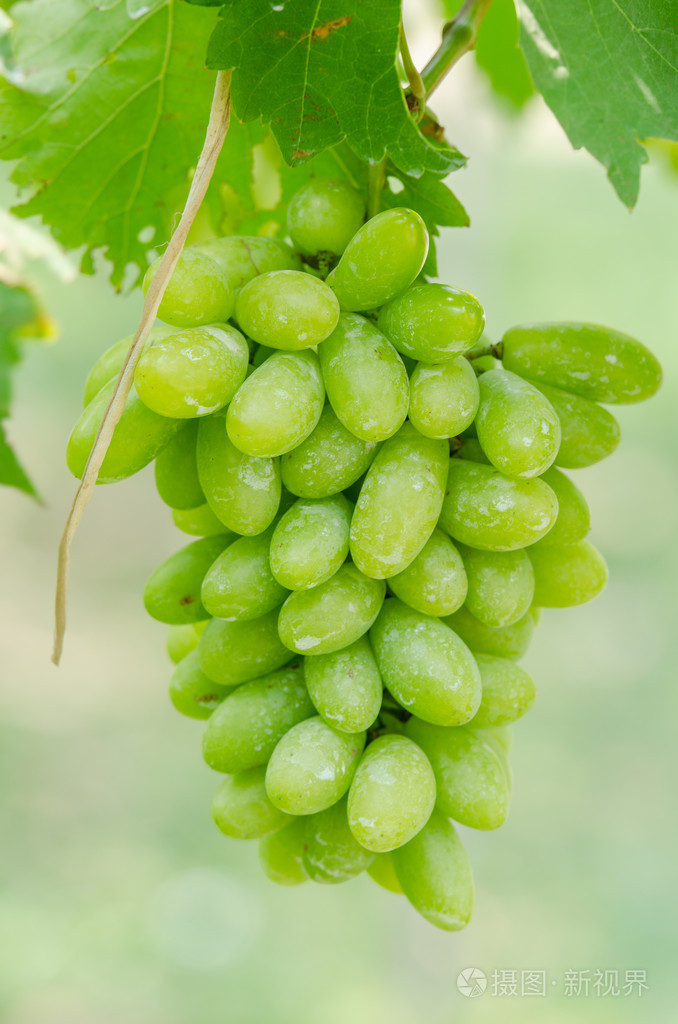 成熟的白葡萄果照片-正版商用图片1meelx-摄图新视界