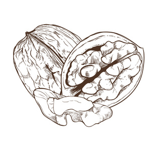 孤立在白色背景上的核桃矢量