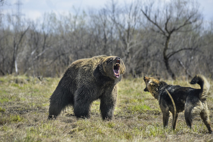 大棕熊与狗