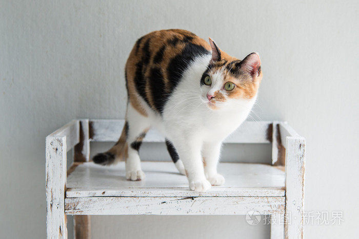 可爱的印花布猫坐着看照片 正版商用图片1megy1 摄图新视界