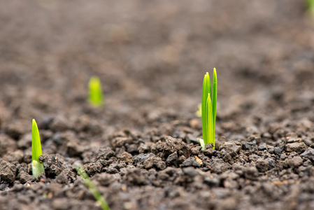 春天发芽的花图片