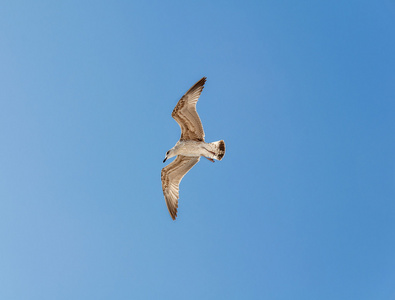 飞在蓝色天空背景下的海鸥