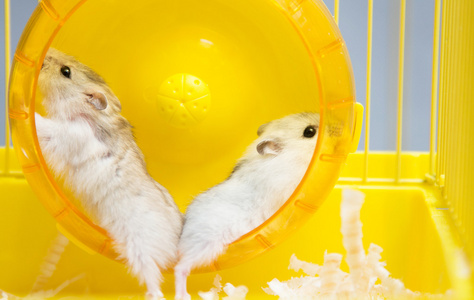 准噶尔仓鼠跑轮照片