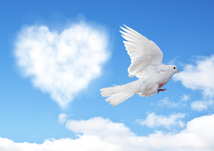 白色的鸽子飞上背景孤立的爱的象征鸽子羽毛无缝图案几何线条艺术图像