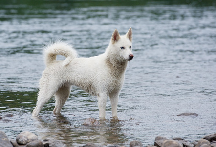 蓝眼睛的哈士奇狗站立和展望。在湖里的狗。湿的狗