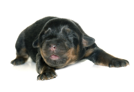 枪口罗威纳犬图片