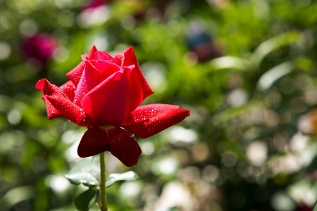花园的红玫瑰