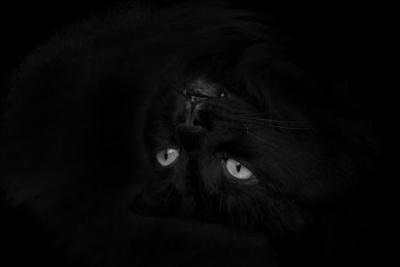 暗中偷窥小猫黑猫在黑暗中照片