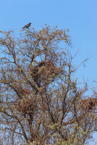 一棵树上的乌鸦