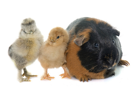 几内亚猪和鸡照片