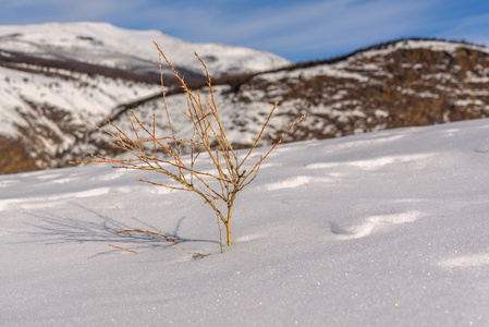 山雪冬天分支