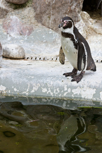 在动物园里一只企鹅