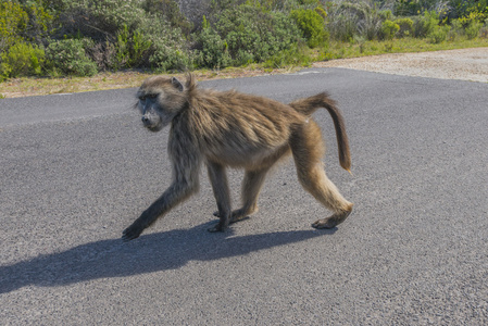 狒狒在南非开普角