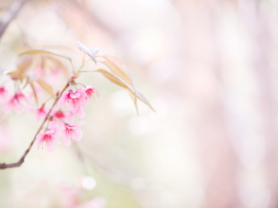 抽象的樱花开花，软焦点，背景与粉红颜色 f