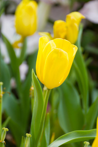 黄色的郁金香花园里的花