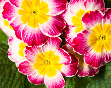 七彩花园花朵图片