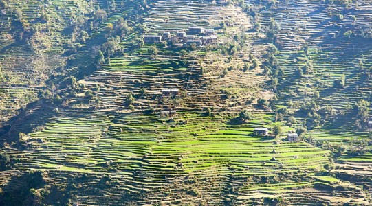 尼泊尔绿色水稻梯田