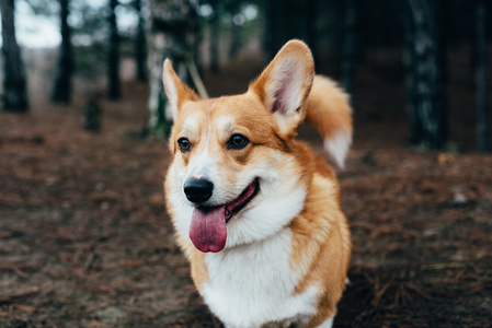 威尔士科基犬狗散步