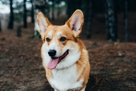 走在森林的威尔士科基犬狗