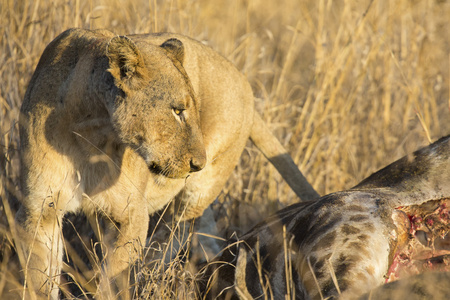 母狮与刚宰长颈鹿吃早饭