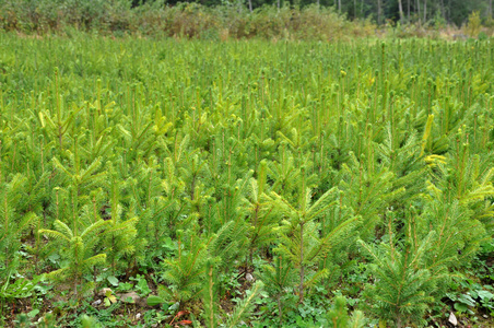 冷杉树苗圃, 幼云杉生长照片