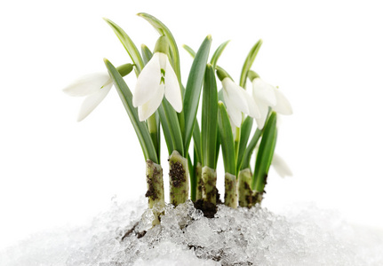 雪花莲和柳图片