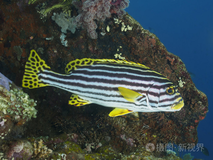 *2250px无水印下载免费10次/天下载小样发票合同问题/举报海洋热带