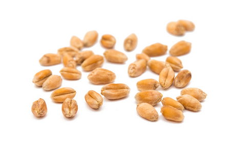 小麦籽粒中分离图片