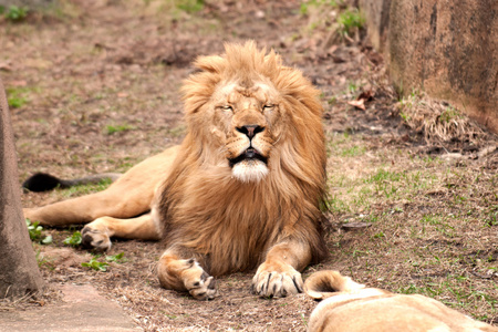 雄性非洲狮