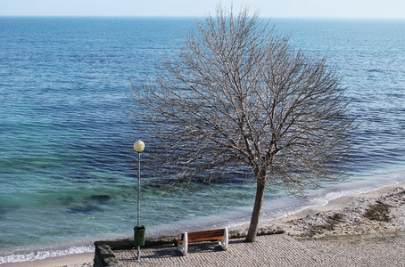 树和板凳的大海背景上