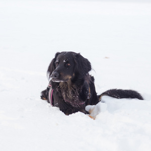 狗在寒冷的冬天雪在外面玩