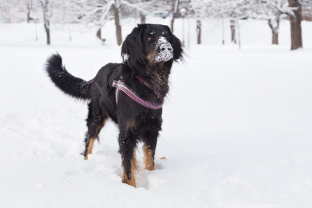狗在寒冷的冬天雪在外面玩