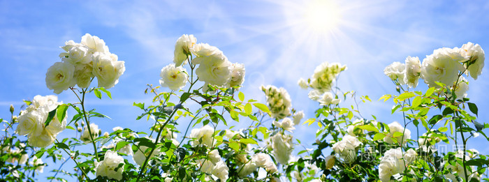 孤立在蓝蓝的天空上的白玫瑰