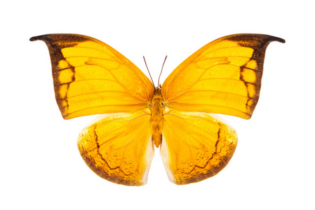 孤立的黄色蝴蝶图片