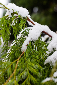 树分支在雪, 冬天抽象背景