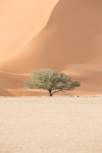 在 deadvlei，纳米比亚死树