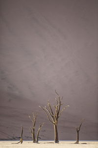 在 deadvlei，纳米比亚死树