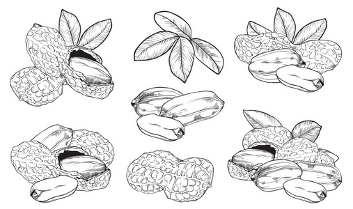 花生树图片-花生树素材-花生树插画-摄图新视界