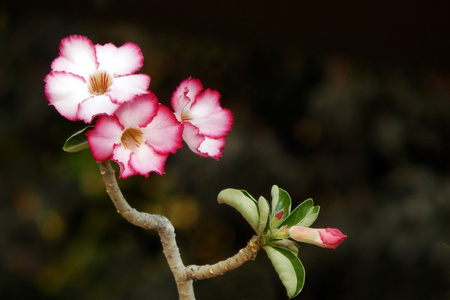 一朵粉红色的花的特写