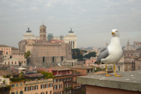 海鸥站与背景的罗马城在早晨
