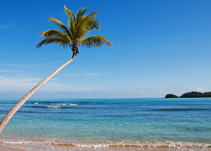 在海滩上的热带棕榈
