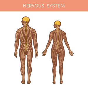 一个人的中枢神经系统