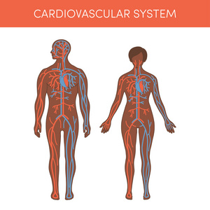 一个人的心血管系统