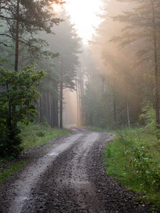 森林里有雾的早晨的光线
